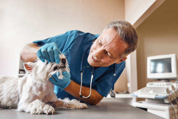 Best Emergency Gum Treatment in Palouse, WA